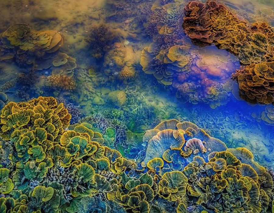 Vẻ đẹp san hô mùa nước rút ở Phú Yên mê đắm lòng người 4