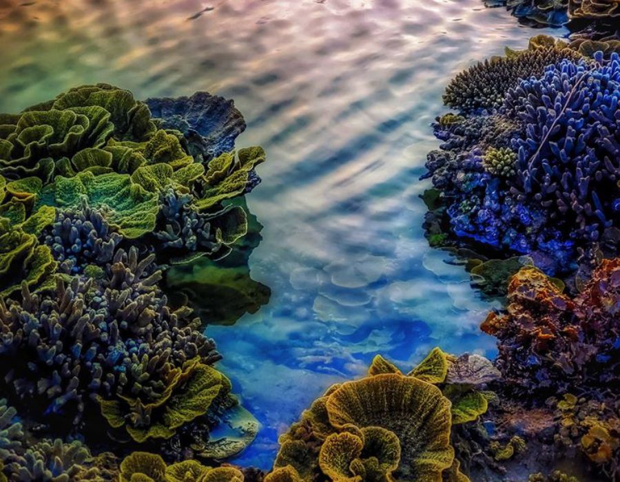 Vẻ đẹp san hô mùa nước rút ở Phú Yên mê đắm lòng người 5