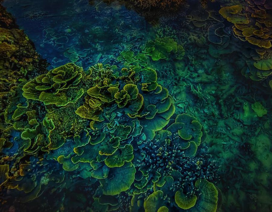 Vẻ đẹp san hô mùa nước rút ở Phú Yên mê đắm lòng người 6