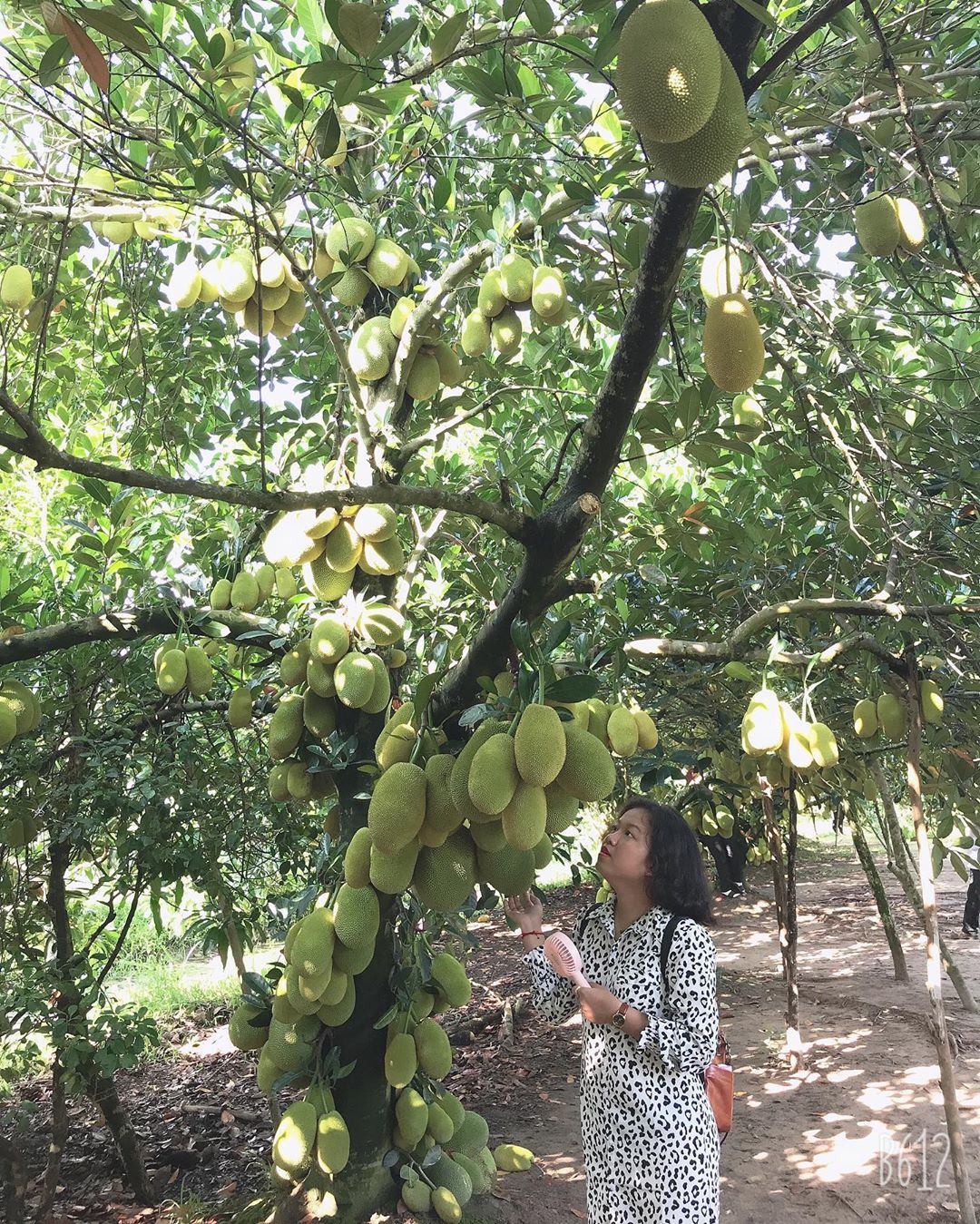 Về Tây Đô, ghé thăm Vườn trái cây 9 Hồng Cần Thơ 11