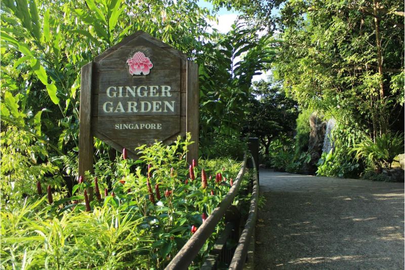 Vườn bách thảo Singapore, 'lá phổi xanh' của đảo quốc sư tử 4