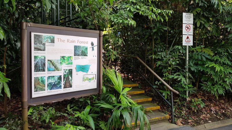 Vườn bách thảo Singapore, 'lá phổi xanh' của đảo quốc sư tử 5