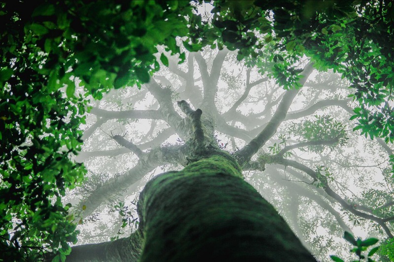Vườn quốc gia Tam Đảo đa dạng sinh học giữa miền cổ tích mờ sương 5