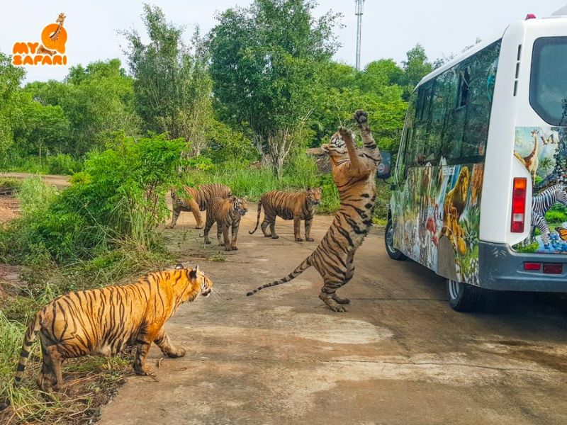 Chơi gì ở vườn thú Mỹ Quỳnh, điểm du lịch Long An nổi tiếng 3