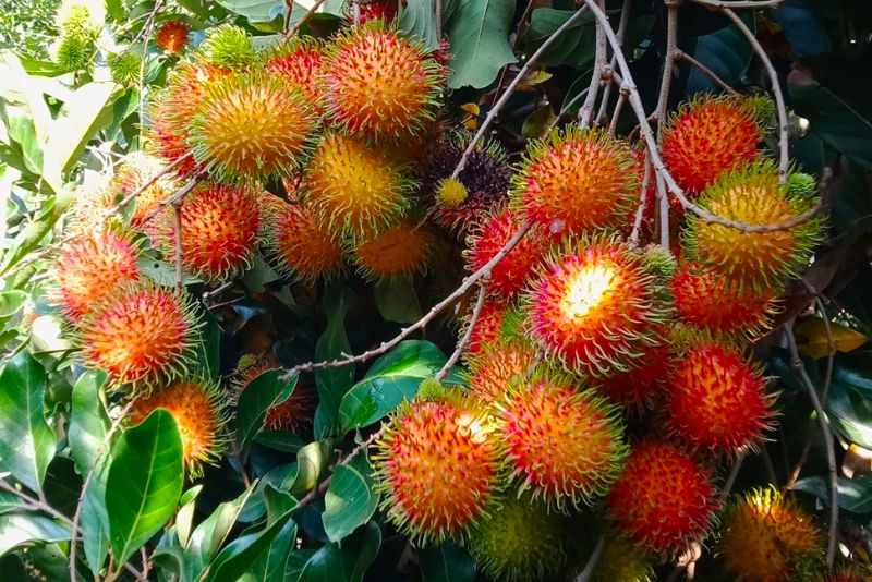 Khám phá 9 vườn trái cây Củ Chi đông khách nhất hiện nay 4