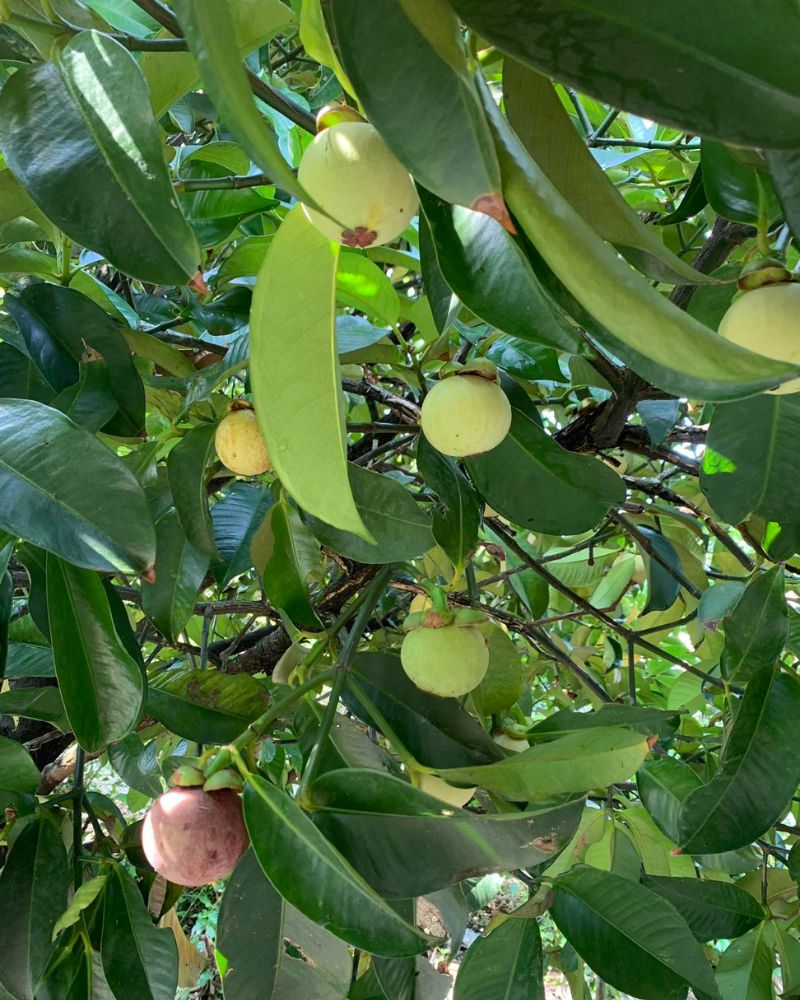 Khám phá 9 vườn trái cây Củ Chi đông khách nhất hiện nay 5