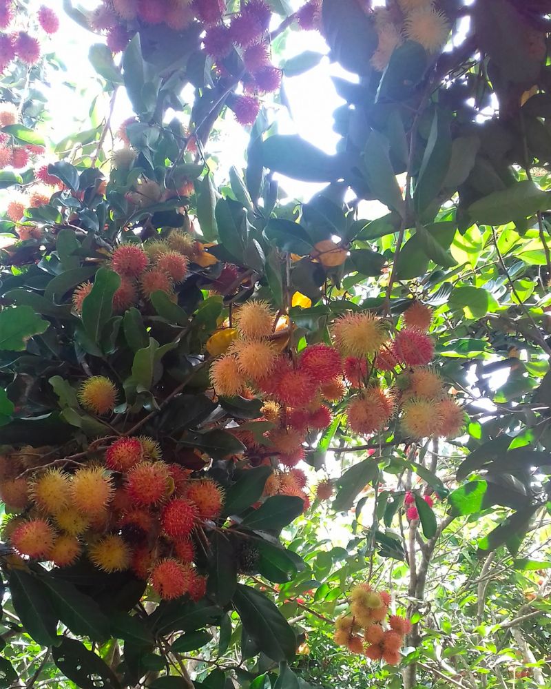 Khám phá 9 vườn trái cây Củ Chi đông khách nhất hiện nay 9