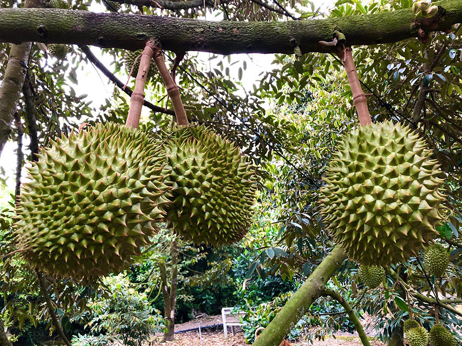 Vườn trái cây Gò Chùa Tây Ninh, điểm đến du lịch miệt vườn cực thú vị 7