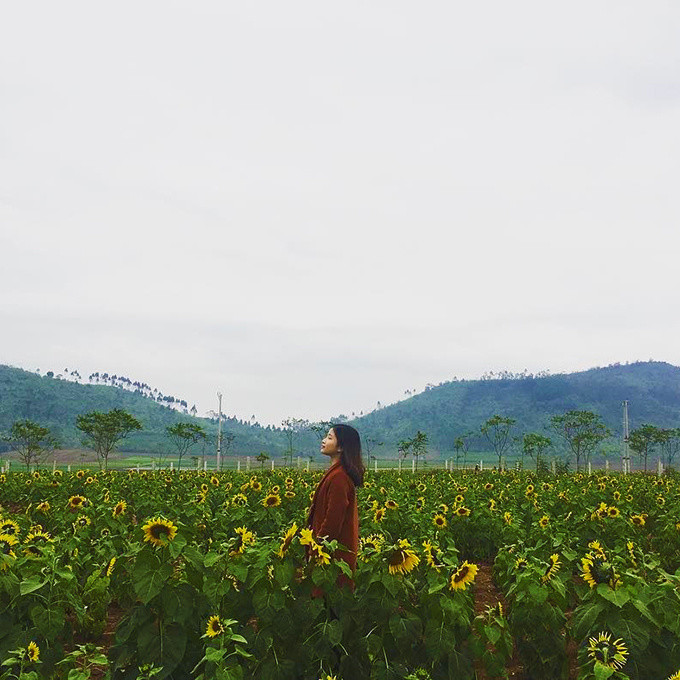 hang-nghin-du-khach-hao-hung-den-dong-hoa-huong-duong-lon-nhat-viet-nam-3
